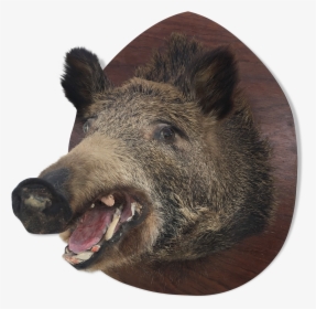 Wild Boar Trophy"  Src="https - Domestic Pig, HD Png Download, Free Download